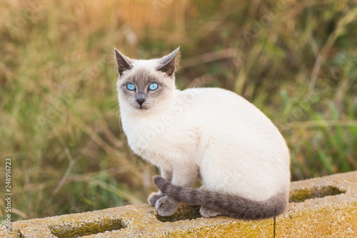 Carta da parati Pets and pedigree animals concept - Portrait of the siamese cat with blue eyes