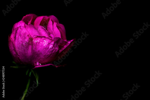 Isolated pink rose on a black background