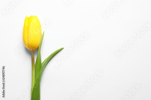 Beautiful spring tulip on white background, top view. International Women's Day