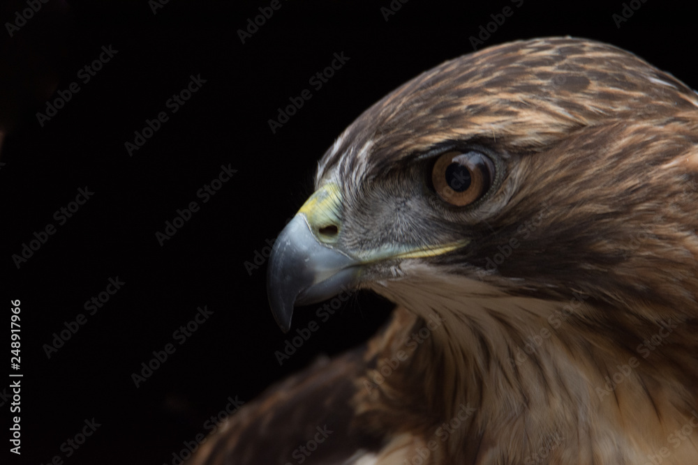 Hawk Head Hawk Head