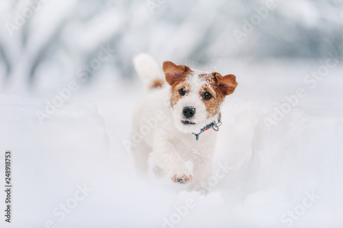 Smart Jack Russell terrier is running on snow path