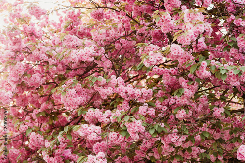 Fototapeta Naklejka Na Ścianę i Meble -  Beautiful pink cherry blossom in spring