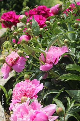 pink peonies in the garden