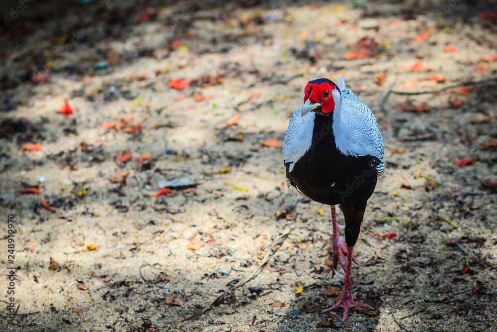 Naklejka premium Young male of the Silver Pheasant (Lophura nycthemera)