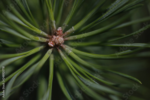 Wallpaper Mural macro pine Torontodigital.ca