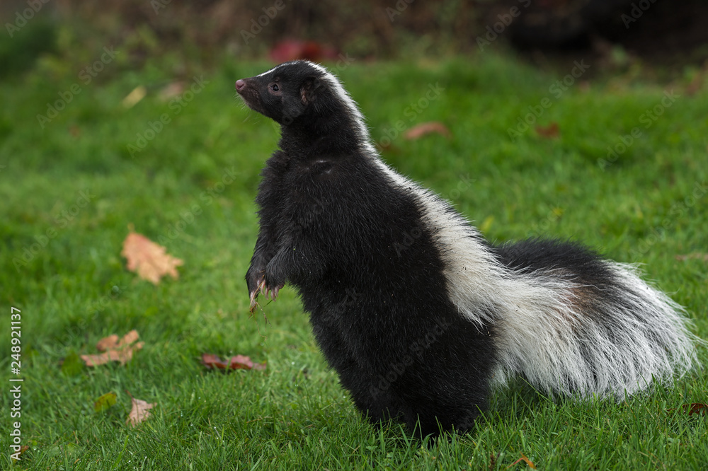 Striped Skunk (Mephitis mephitis) Stands Up on Back Paws Autumn
