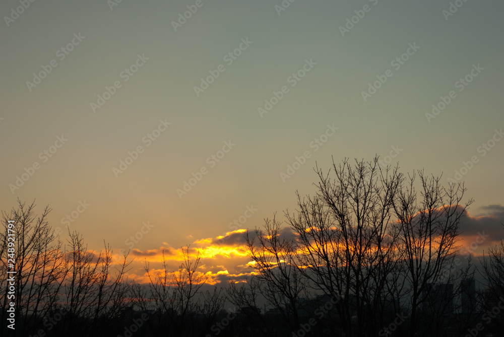 Low sunset behind treetops and city skyline