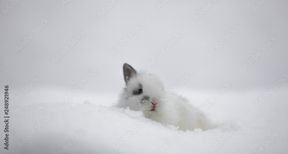 white rabbit in winter