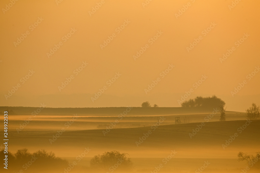 Silhouette of trees in a landscape in the morning sunset. The whole pictures is in a golden orange colour.