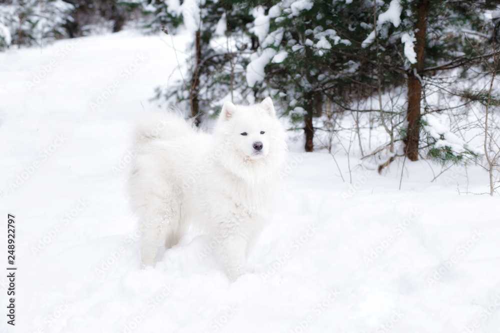 samoyed dog in winter forest. portrait of a dog in the winter forest.