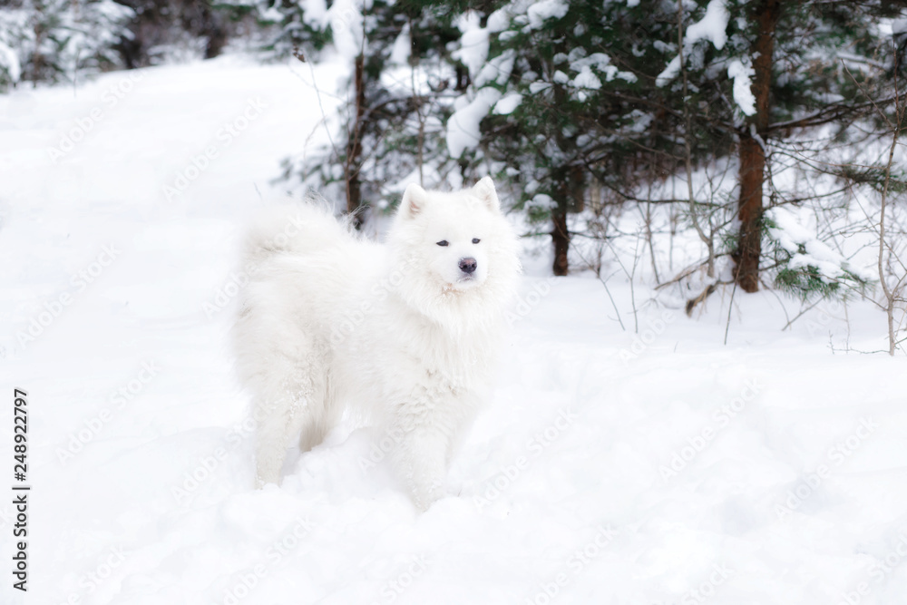samoyed dog in winter forest. portrait of a dog in the winter forest. samoyed dog in winter forest. portrait of a dog in the winter forest.