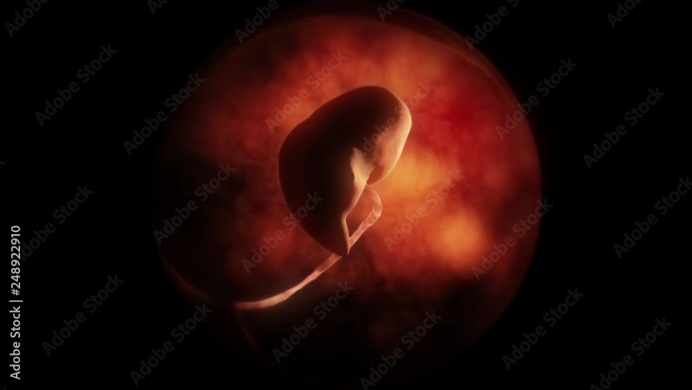 Human embryo fetus growth