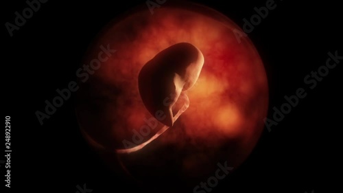 Human embryo fetus growth photo