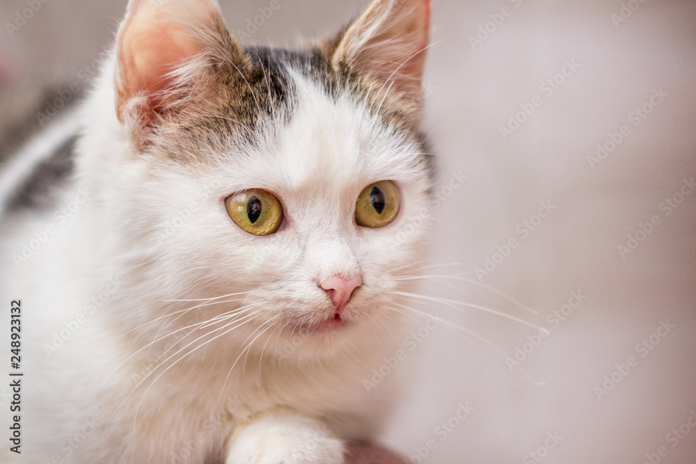 Portrait of a white young cat close up on a light background_