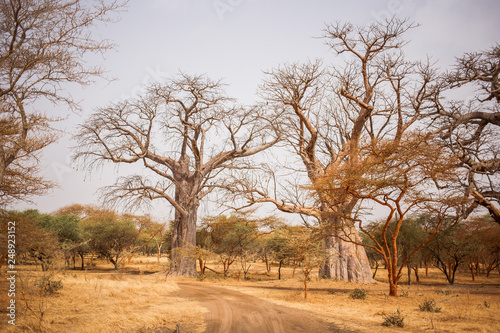 Two Big Baobabs on sandy land. Wild life in Safari. Baobab and bush jungles in Senegal  Africa. Bandia Reserve. Hot  dry climate