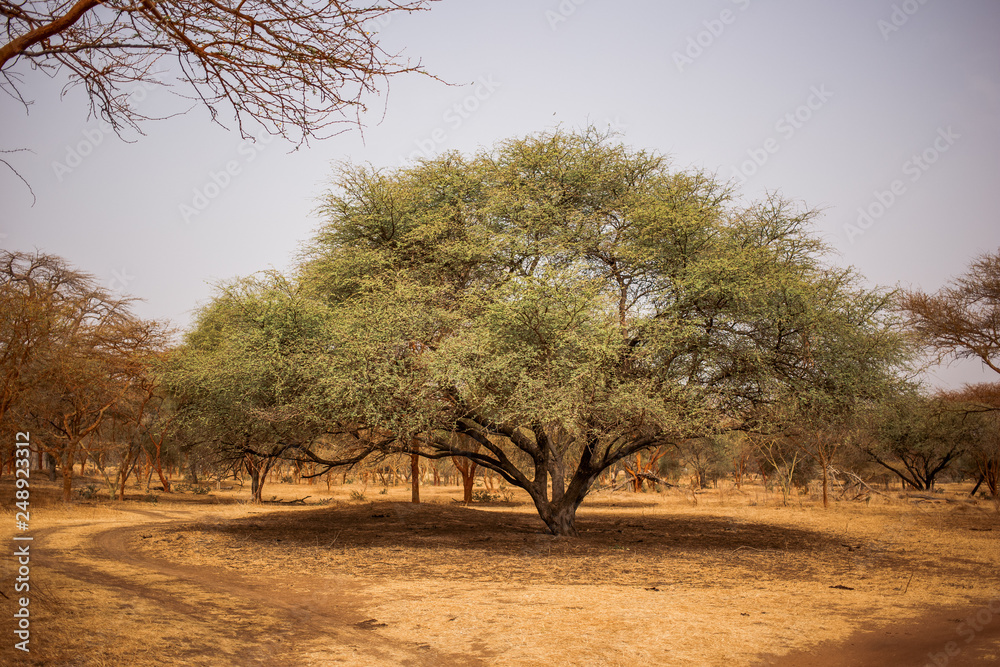 Big green tree making big shadow on sandy road. Wild life in Safari. Baobab and bush jungles in Senegal, Africa. Bandia Reserve. Hot, dry climate