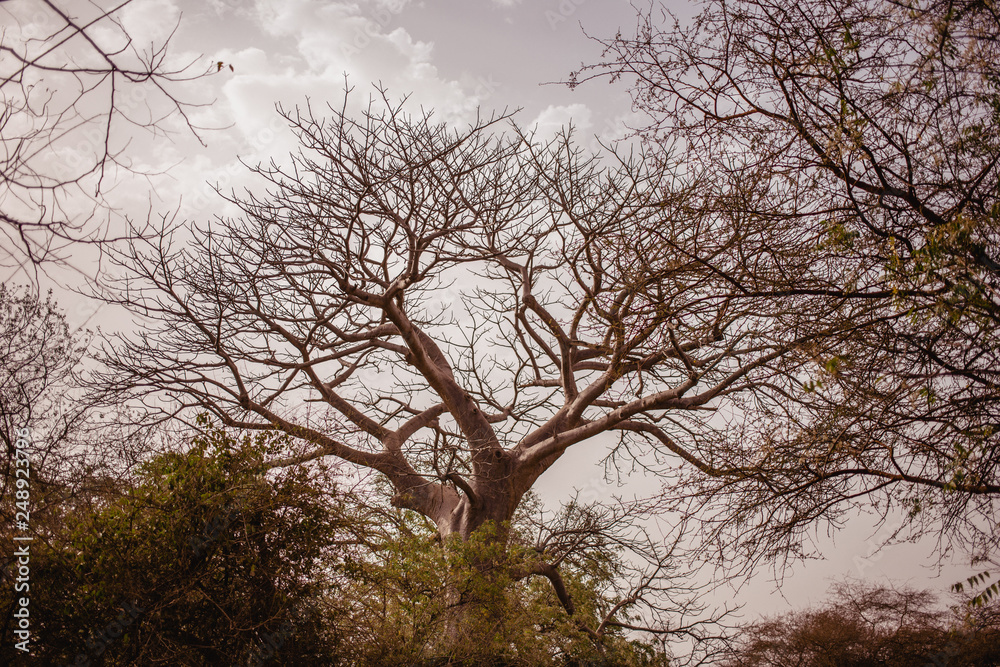 Top of tree on the sky on background. Wild life in Safari. Baobab and bush jungles in Senegal, Africa. Bandia Reserve. Hot, dry climate Top of tree on the sky on background. Wild life in Safari. Baobab and bush jungles in Senegal, Africa. Bandia Reserve. Hot, dry climate