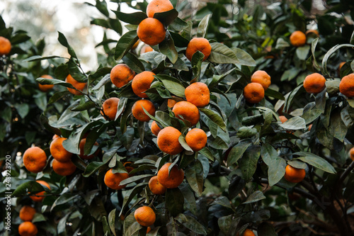 Many tangerine fruits on the green leaves bushes