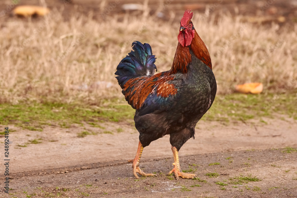 Rooster  free range. Cock walking in a farm.