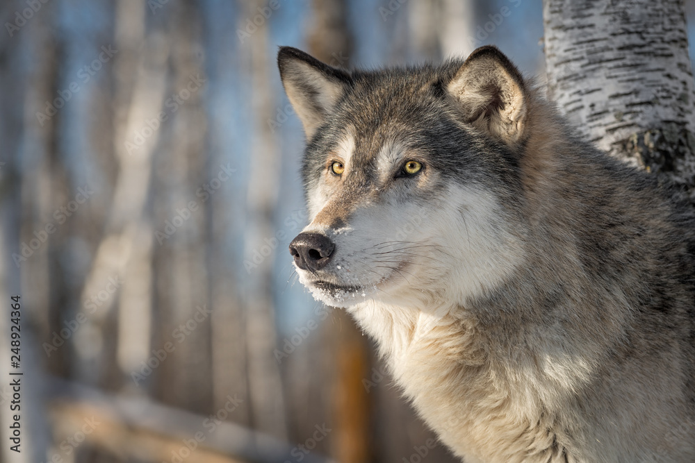 Grey Wolf (Canis lupus) Looks Out Side Eye Winter
