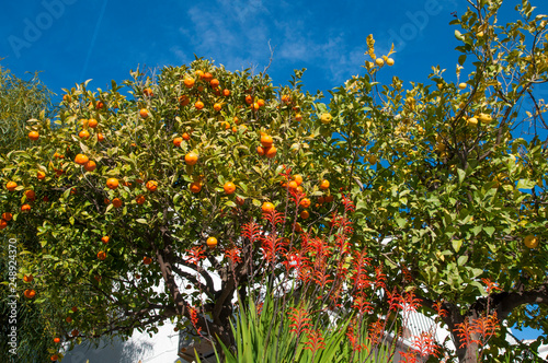 tangerine tree with tangerines and lemon tree with lemons on blue sky