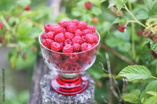 Ripe sweet summer berries. Raspberry in transparent vase on old rough wooden fence. Fresh raspberries on plant branches.