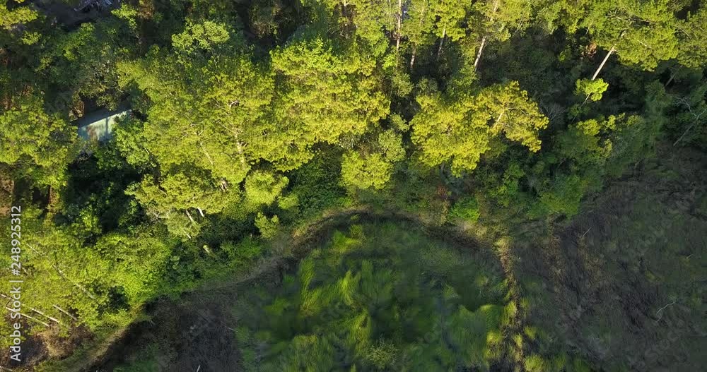 green pine forest in tuyen lam lake green pine forest in tuyen lam lake