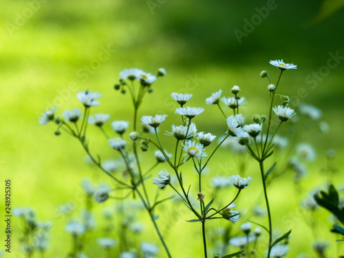 wild flowers on green background