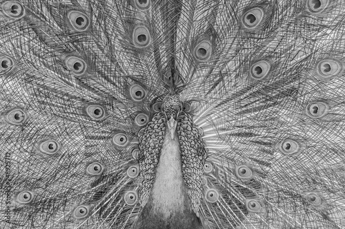 Beautiful black and white abstract background of peacock showing beautiful plumage and spreading tail-feathers in breading season.