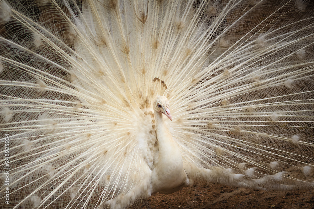 Obraz premium Beautiful white peafowl with feathers out. White male peacock with spread feathers. Albino peacock with fully opened tail.