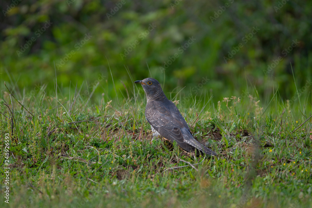 Common Cuckoo Birds Common Cuckoo Birds