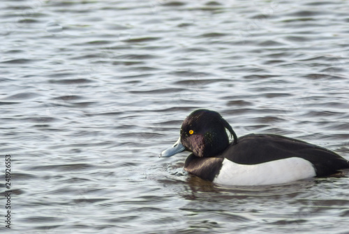 Tufted duck swimming