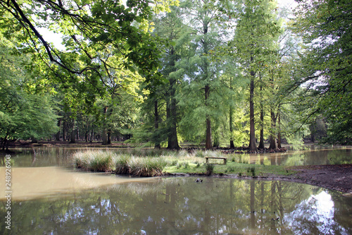 îlot d'arbres avec banc