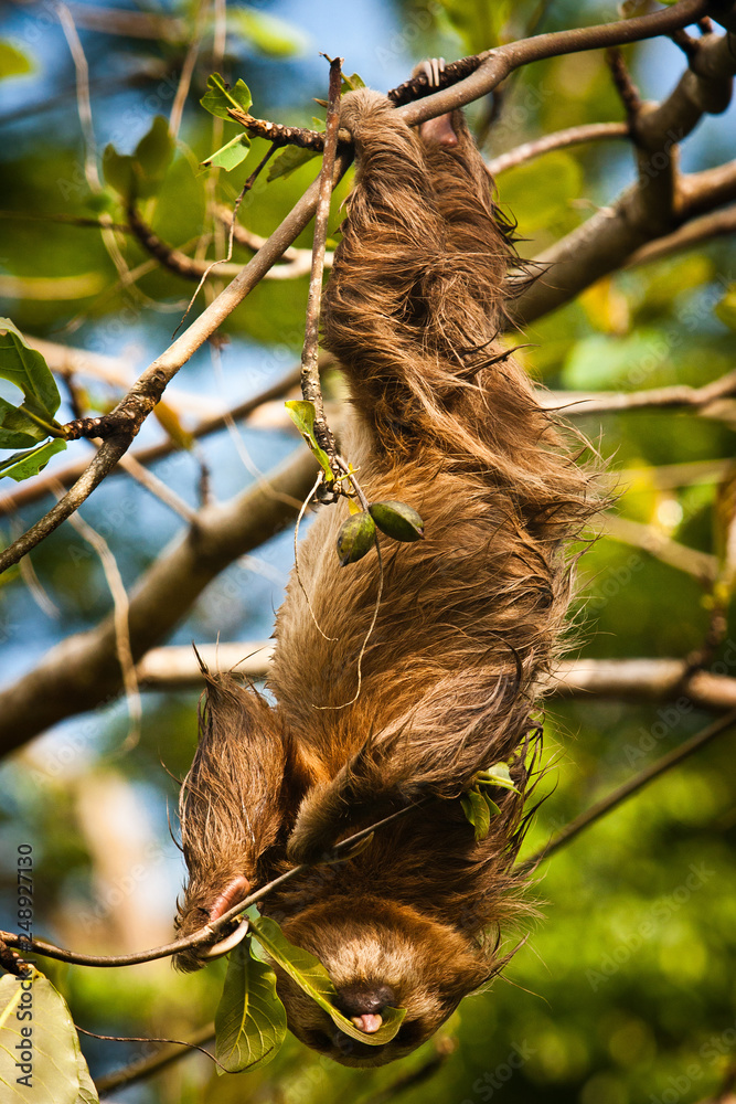 Obraz premium Cute Sloth lazy licking leaves on the tree in Costarica
