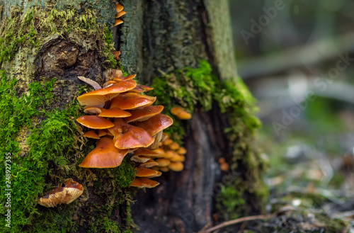 mushrooms grow on the tree