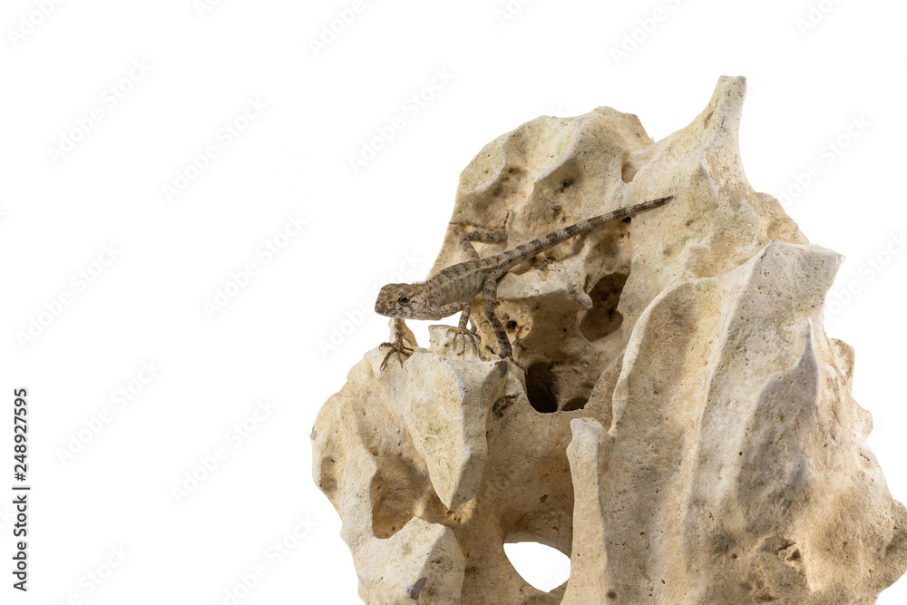 Obraz premium Close up tree lizard or garden lizard climbed up to stand on the rock. Isolated on white background.