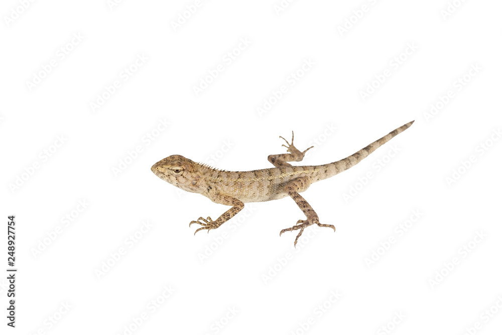 Naklejka premium Close up tree lizard or garden lizard isolated on white background.