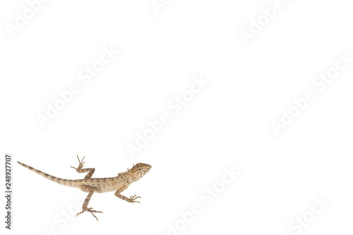 Close up tree lizard or garden lizard isolated on white background.