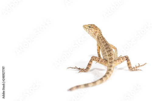 Close up tree lizard or garden lizard is turn back looking isolated on white background.