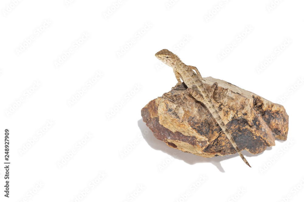 Close up tree lizard or garden lizard climbed up to stand on the rock. Isolated on white background.