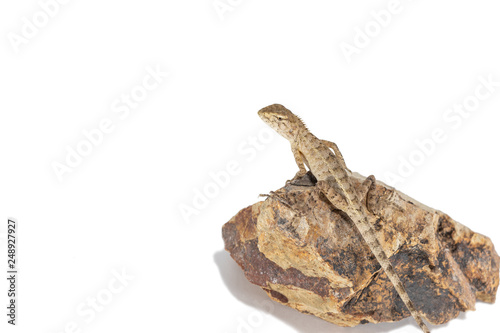 Close up tree lizard or garden lizard climbed up to stand on the rock. Isolated on white background.