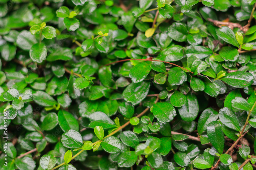 Green leaves are background. This are tridax procumbens and used blur technique to see element's leaves.