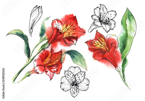 Set of 5 elements illustration of Alstroemery flowers. Black line and watercolor hand drawing.