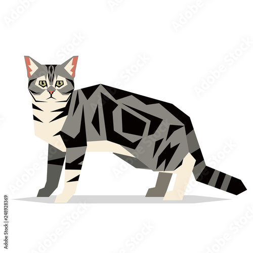 American Shorthair Cat Breed on white background