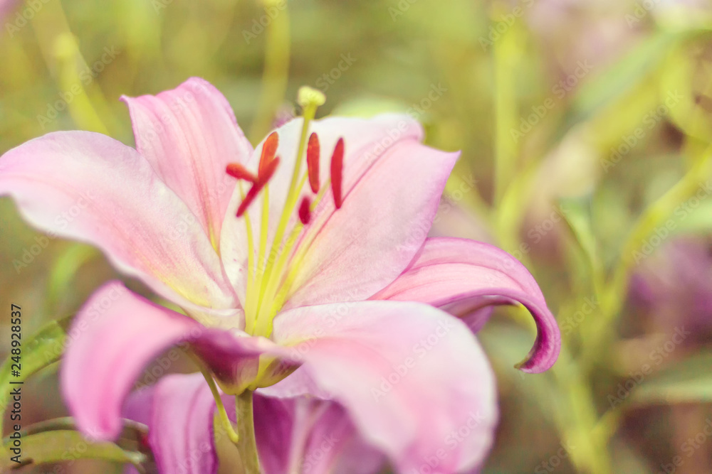 Close up of Lilly flower field background with color tone and copy space.