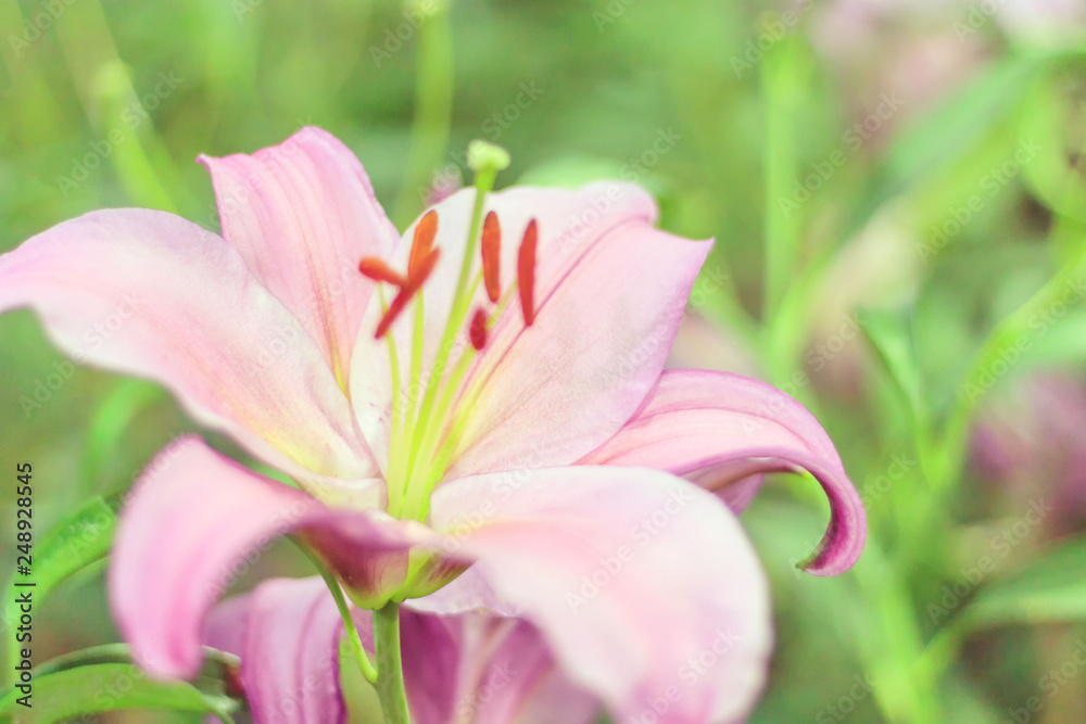 Close up of Lilly flower field background with color tone and copy space.