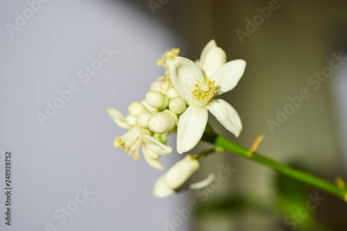 Grapefruit during flowering. Macro photography of flowers