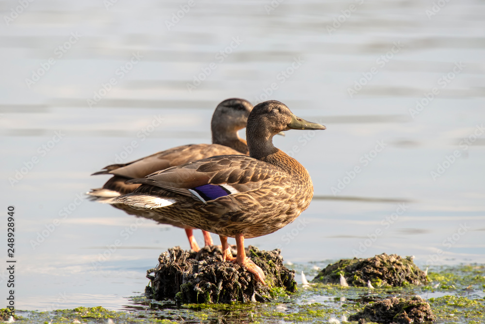 Fototapeta premium Ducks are resting