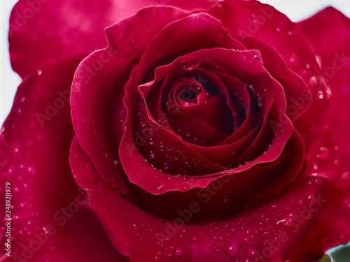 Clouseup of beautiful red rose with small drops of water
