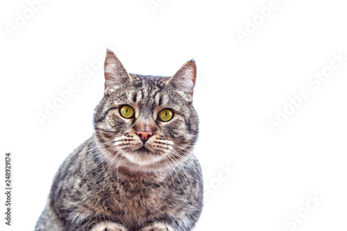 british cat isolated on white background